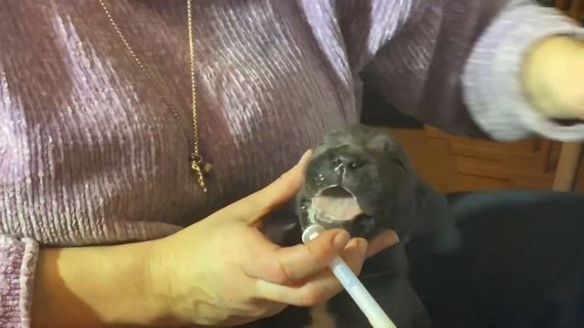 Щенкам кане корсо 17 дней, глистование и стрижка когтей. смотреть онлайн