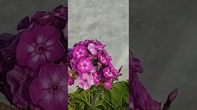 Een nieuwe bewoner in mijn moestuin. Бабочка колибри. смотреть онлайн
