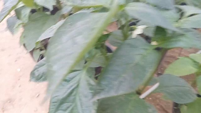 Система капельного полива  ( парник термос)