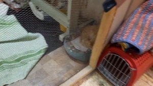 Обзор на кошачий приют для животных Подмосковья для кошек котов и котят в Москве, экскурсия #Муркош