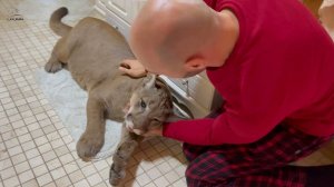 Как Месси лечили зубы под наркозом! Пума Месси и Госпиталь дикой природы.