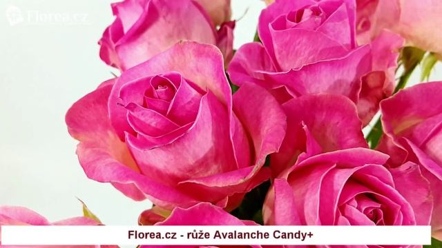 Florea.cz růže Avalanche Candy+ смотреть онлайн