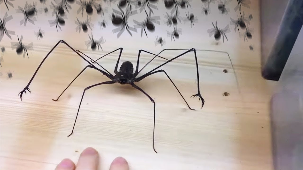 Самые Пугающие Нашествия Пауков, Которые Удалось Снять на Камеру смотреть онлайн