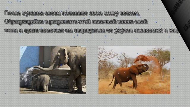 Ушастые гиганты смотреть онлайн