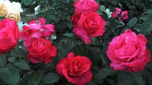 Цветение розы Барон Эдмонд де Ротшильд (Baronne Edmond de Rothschild). Питомник роз ЕЛЕНЫ ИВАЩЕНКО