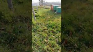 какими опилками лучше подсыпать голубику.