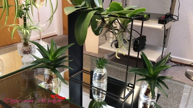 HAWORTHIA FASCIATA ZEBRA PLANT смотреть онлайн