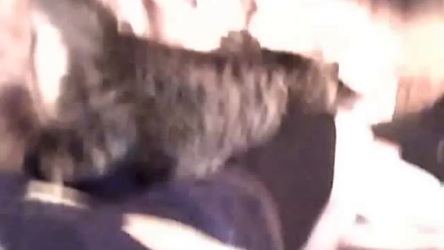Коты лечат смотреть онлайн