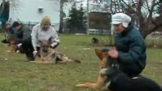 Дрессировка немецких овчарок, команда лежать смотреть онлайн