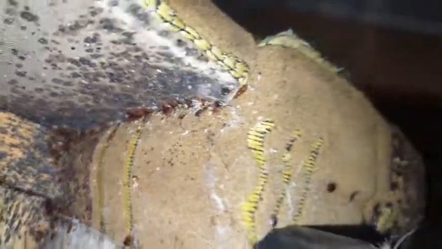 Диван з клопами смотреть онлайн