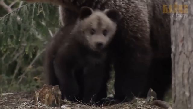 Мужчина, спасая медвежонка и представить не мог, как медведица отблагодарит его смотреть онлайн