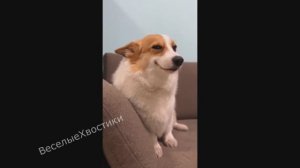 СМЕШНЫЕ ЖИВОТНЫЕ 2023 ЛУЧШИЕ ПРИКОЛЫ С КОТАМИ И CОБАКАМИ