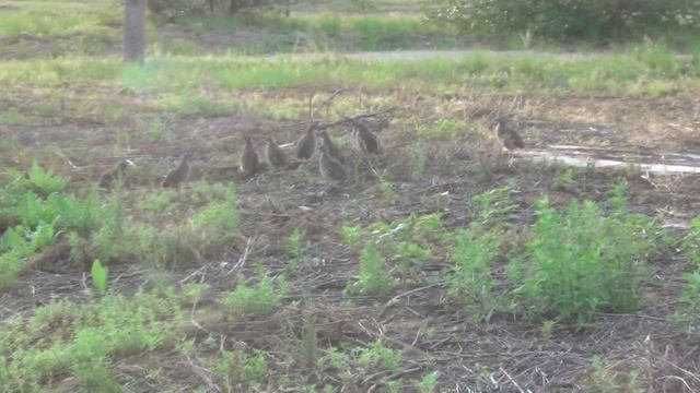 Перепёлки смотреть онлайн