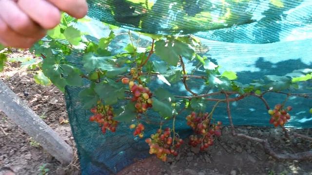 ( ФІЛЬМ ) В гостях у Селекціонера ЩеннІкова О.М. Виноград 2021-2022 р. ( Щенников О.Н 2021 ) смотреть онлайн