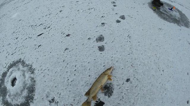 Рыбалка зимой. Щука на жерлицы. Зимняя рыбалка со льда. смотреть онлайн
