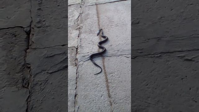 гадюка поймала щуку смотреть онлайн