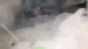 Охотничья собака совокуплялась с лисой прямо в ее норе ???♂️‼️?? dog fucked fox in grief