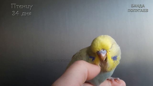 Приручение || Попугай идет на руку || Что дальше делать? смотреть онлайн