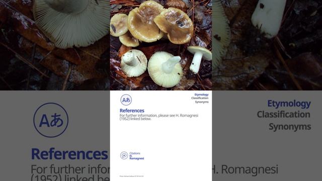 Camembert brittlegill (Russula amoenolens) | Scientific Mushroom Profile | Shroomers смотреть онлайн