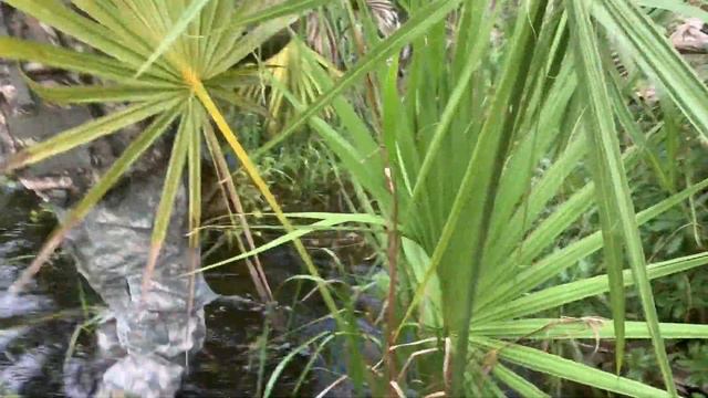 Охота на кабана Флорида смотреть онлайн