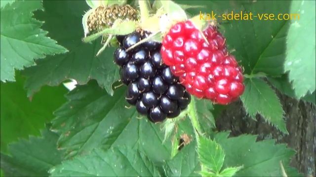 Ежемалина Марион (Marionberry). смотреть онлайн