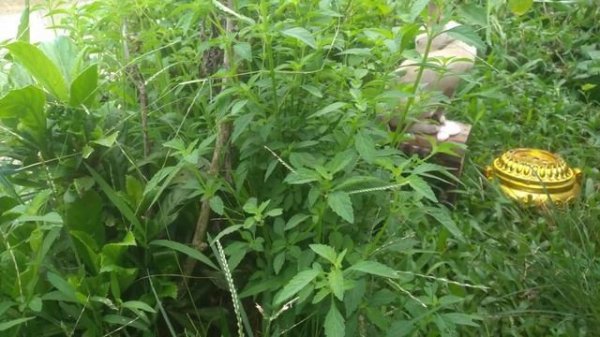 cute kitten videos (p13)