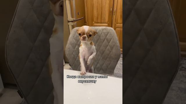 Чихуахуа и сосиска смотреть онлайн
