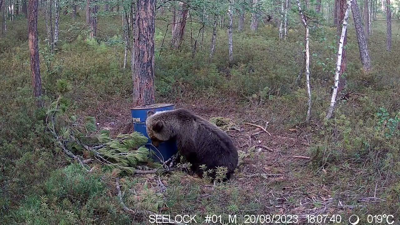 Фотоловушка SEELOCK S308W #2 Медведь на приваде смотреть онлайн