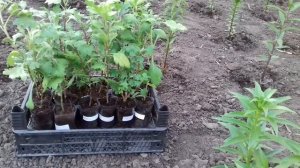 ХРИЗАНТЕМА КОРЕЙСКАЯ.ПОСАДКА В ОТКРЫТЫЙ ГРУНТ.САМЫЕ ЛУЧШИЕ РАСЦВЕТКИ.