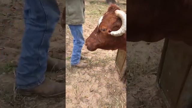 Dehorning Cow смотреть онлайн