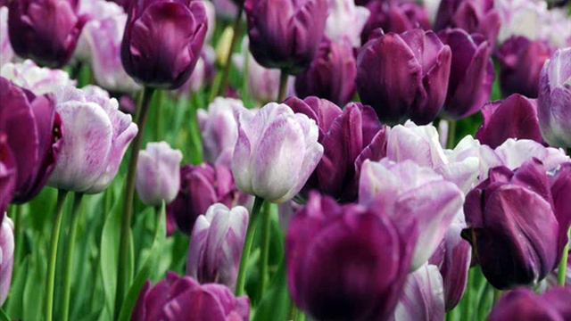 Josef Zíma - Pyšný tulipán смотреть онлайн