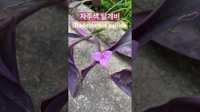 (자연관찰)자주색 달개비 Tradescantia pallida смотреть онлайн