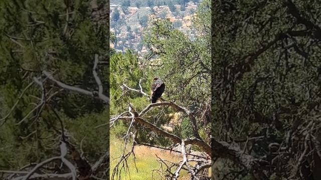 Лысый орел. Гриф. Стервятник. Хищник. Природа. Калифорния. США. смотреть онлайн