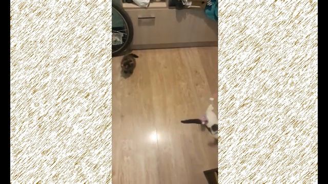 Новая игрушка:кошечка Кася и котик Лёпка играют вместе. смотреть онлайн