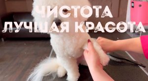 Гигиенический уход за бишон фризе в домашних условиях, все секреты и особенности процедур.