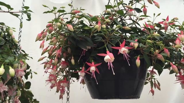 Patio Princess - Fuchsia смотреть онлайн