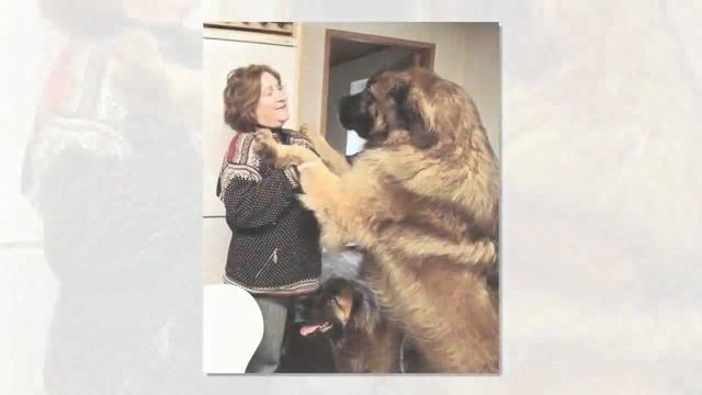 Большие собаки, которые забыли, что они большие смотреть онлайн
