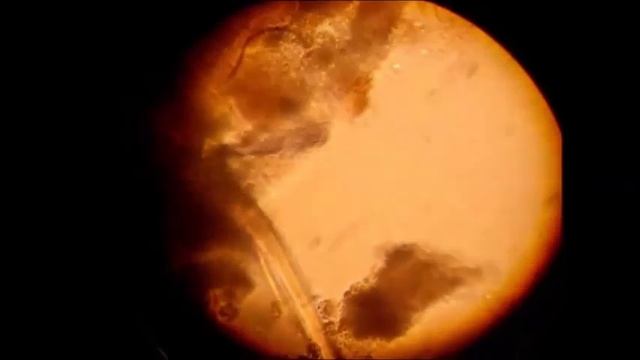 Вода городского пруда смотреть онлайн