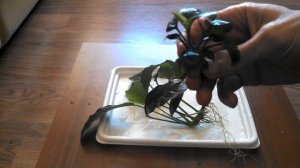 Как посадить анубиас в аквариуме. И несколько слов об анубиасах