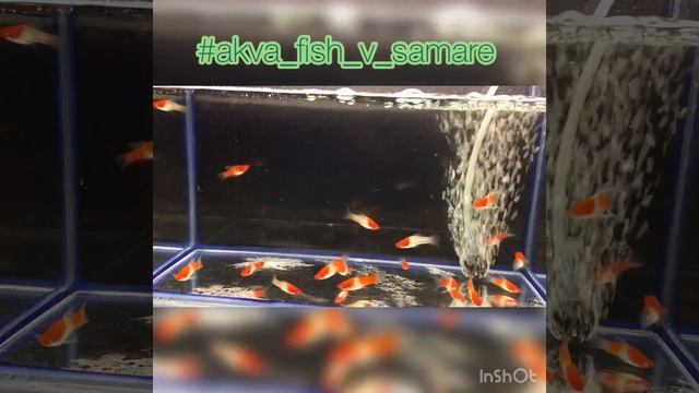 Меченосцы Кои Кохаку высокий плавник смотреть онлайн