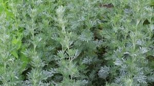 Полынь для защиты дома