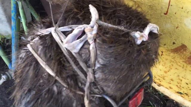 Бобр 30 кг поймал смотреть онлайн