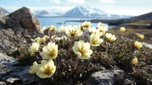 Дриада РЕЛАКС ТЕРАПИЯ ИМПРОВИЗАЦИЯ композитор Виктор Анохин #музыка #piano #instrumentalmusic #цветы