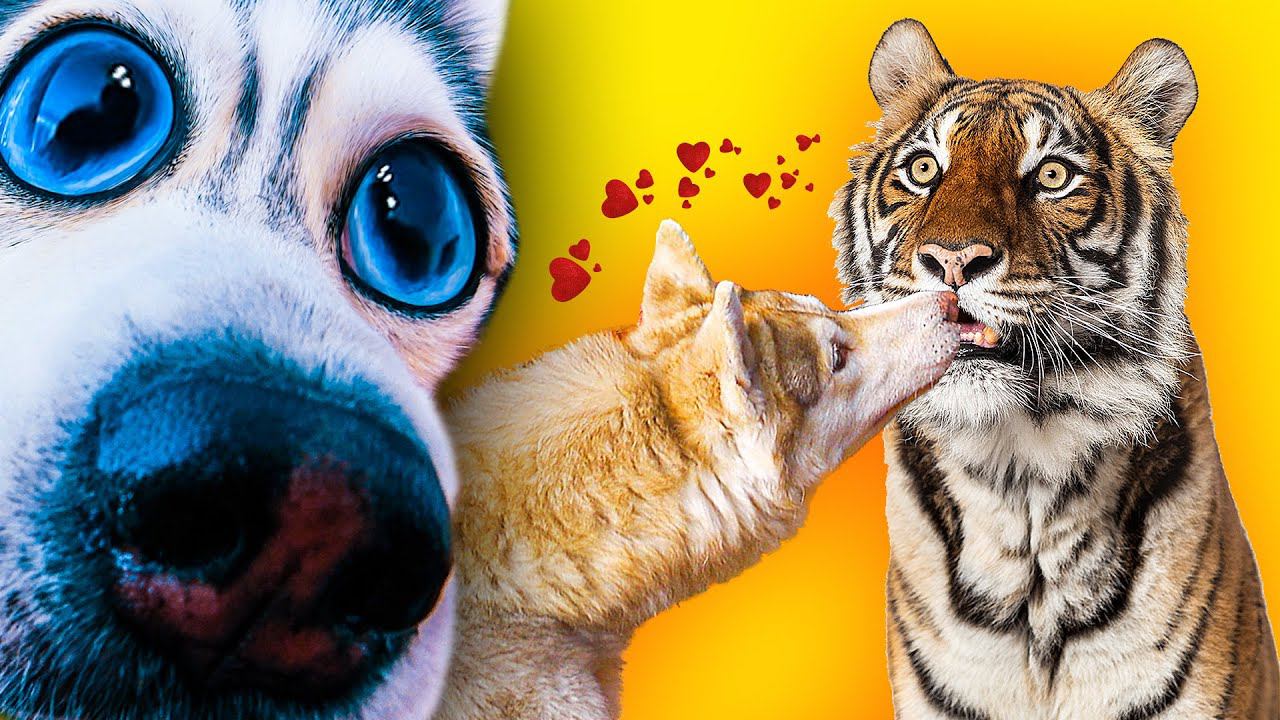 БУБЛИК ЦЕЛУЕТСЯ С ТИГРИЦЕЙ!!! (Хаски Бандит) Говорящая собака смотреть онлайн