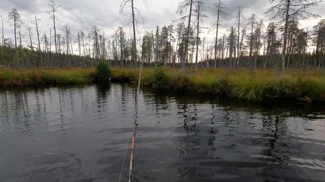 8 АВГУСТА ОЗЕРО ПЕРВОЕ НЕУДАЧНОЕ СЕВЕР КАРЕЛИИ КРАЙ НЕПУГАННЫХ МЕДВЕДЕЙ ЧАСТЬ 6 смотреть онлайн