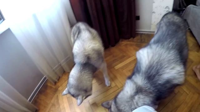 ЗАПРЕЩЁННАЯ ДРЕССИРОВКА на KFC! хаски против человека, кто умнее ? смотреть онлайн