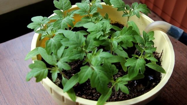 РАССАДА ТОМАТОВ В ВОПРОСАХ И ОТВЕТАХ смотреть онлайн