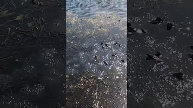 Лягушки мечут икру. Брачный период. смотреть онлайн