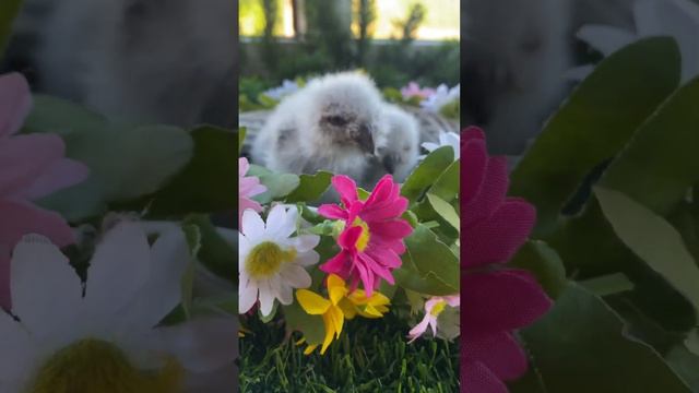 Маленькие сплюшата - одуванчики ☺️ #owl #сова #сплюшка #музейсовушек #филосовия #токсово смотреть онлайн