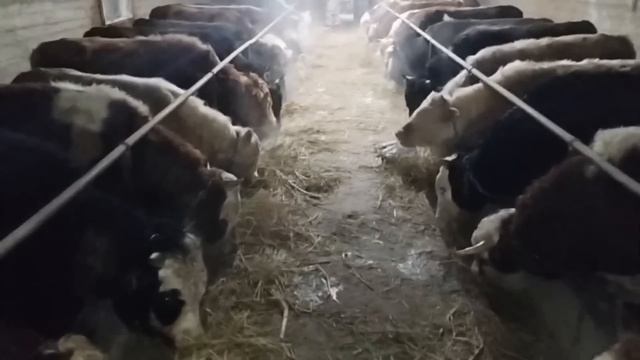 Откорм бычков. Это должен знать каждый фермер.